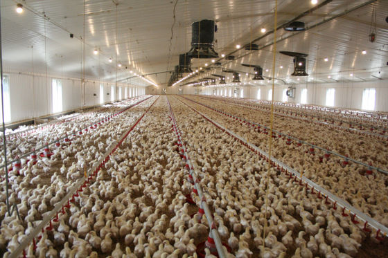 Estrutura de aço pesado Casa de aves HDG parafusos Conexão Estrutura de aço Edifícios agrícolas