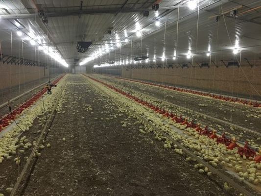 Estrutura de aço leve galvanizado Construção Poultry House Poultry Farm Bolts Conexão