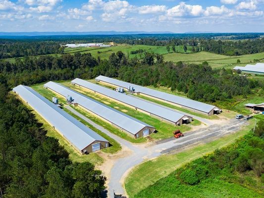 Estrutura de aço pré-fabricada Casa de frango Broiler Farm Estrutura de aço Construção