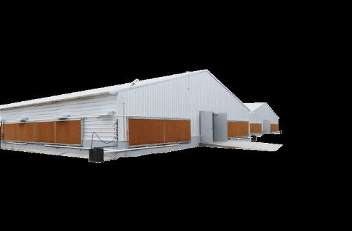 Aves de corte de frango Casas pré-fabricadas Estrutura de aço Equipamento de criação de frangos totalmente automatizado